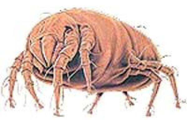 Rexair Rainbow E2- Series