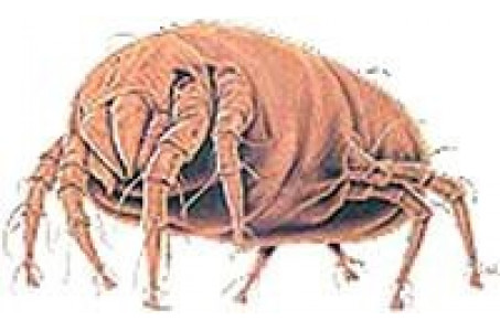 Rexair Rainbow E2- Series